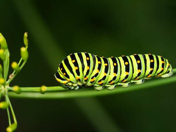 Luận giải con sâu số mấy trong từng trường hợp cụ thể