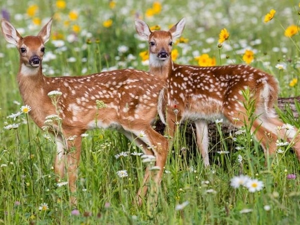 Ngủ mơ thấy con nai con