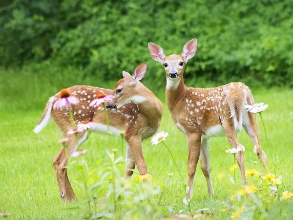 Con nai số mấy, nằm mơ thấy con nai số gì vượng phát?