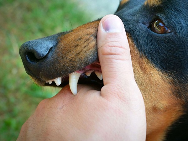 Nằm mơ thấy chó đen cắn là điềm gì, chọn con gì hên?