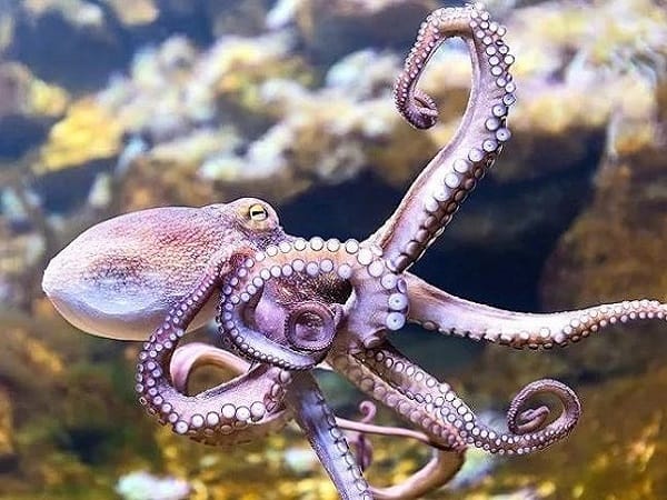 Ý nghĩa bạch tuộc khi xuất hiện trong giấc mơ