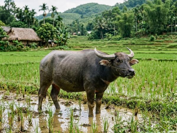 Con số may mắn ngày 7 tháng 5 thứ 5 của tuổi Sửu