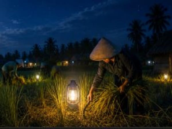 Nằm mộng thấy gặt lúa ban đêm