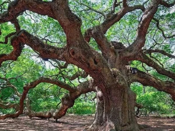 Ngủ mê thấy cây cổ thụ khô héo