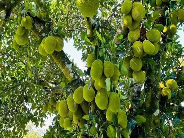 Nằm mơ thấy cây mít sai quả là điềm tốt hay xấu?