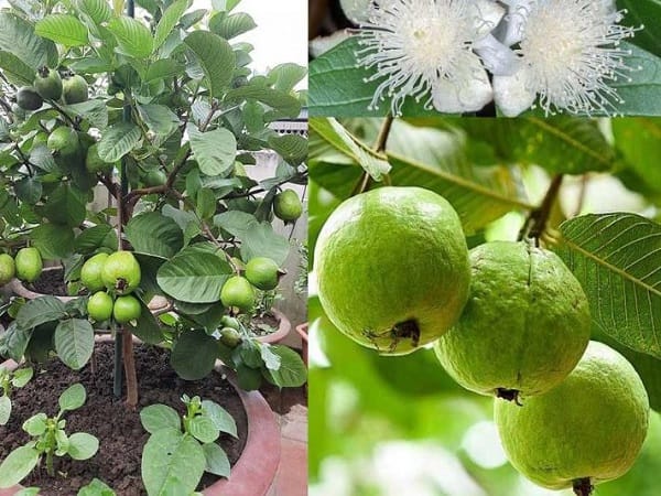 Giải mã chi tiết các giấc mơ thấy cây ổi sai quả