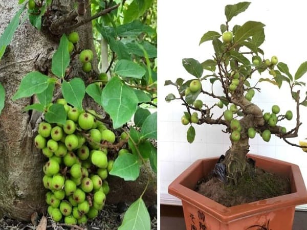 Giải mã mơ thấy cây sung báo hiệu điềm gì?